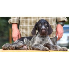 Породистый щенок из помета П кобель №8 породы дратхаар Породистый щенок из помета П кобель №8 породы дратхаар